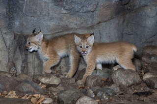 Illustration for article titled ZOMG CANADIAN LYNX TRIPLETS!!! C'EST MIGNON!!!